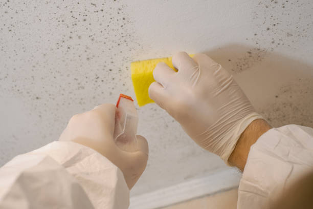 Best Residential Mold Inspection & Testing  in Winfield, IL